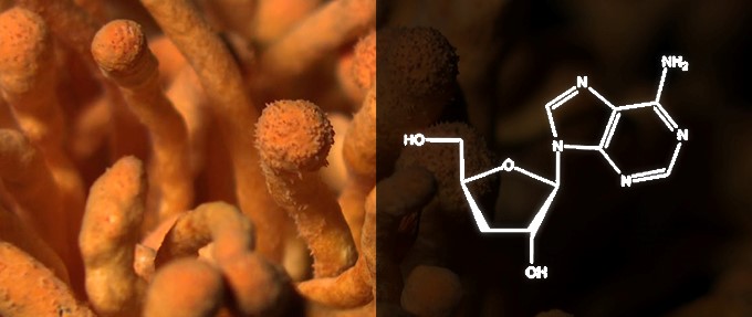 虫草素分子式